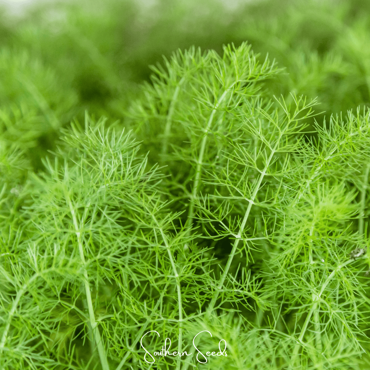 Grosfruchtiger Fennel – 200 Seeds