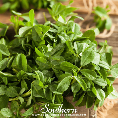 Fenugreek – 50 Seeds