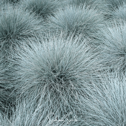 Blue Fescue – 100 Seeds