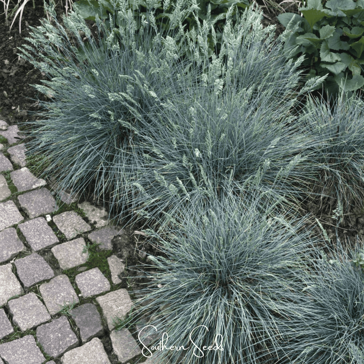 Blue Fescue – 100 Seeds