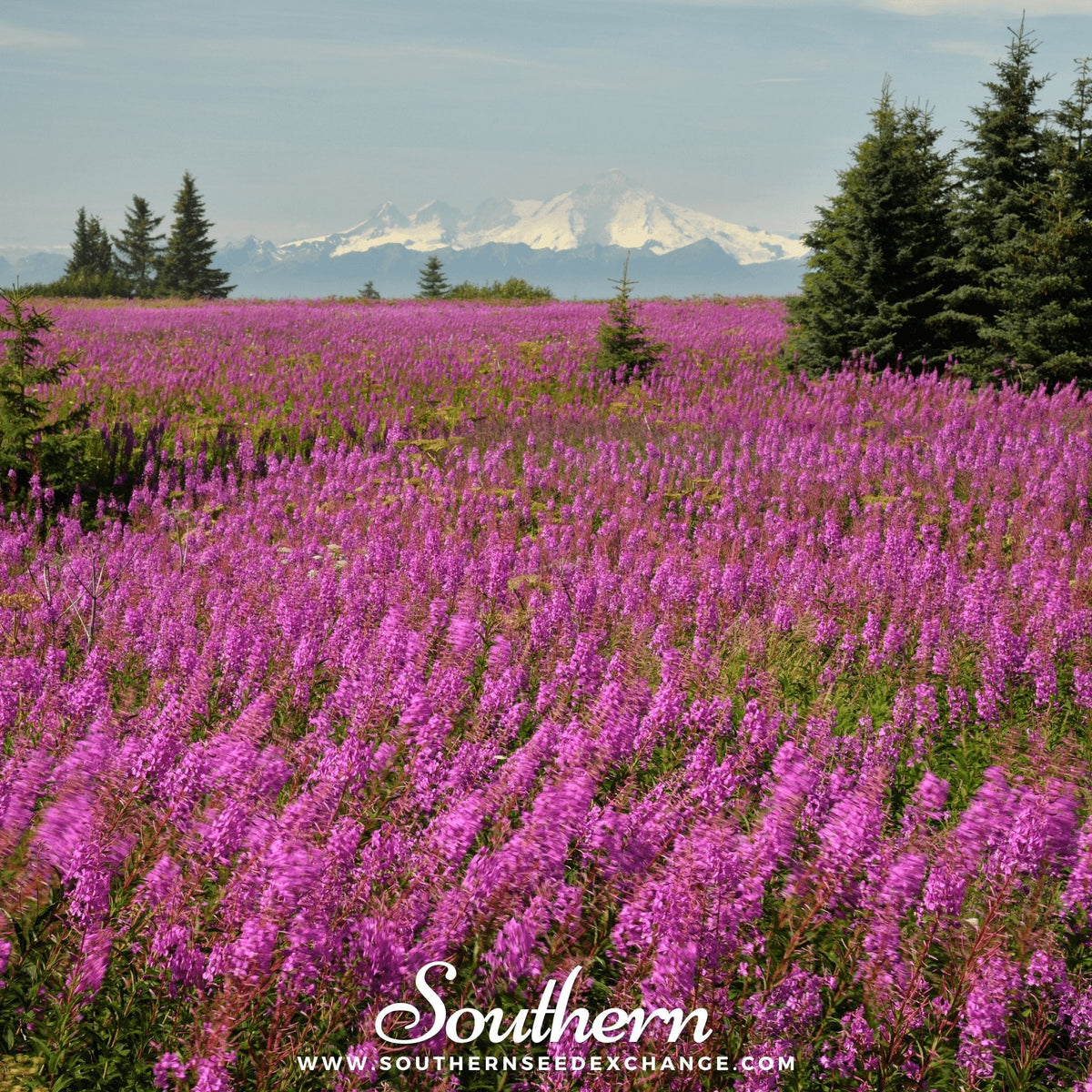 Fireweed (Willowherb) – 100 Seeds