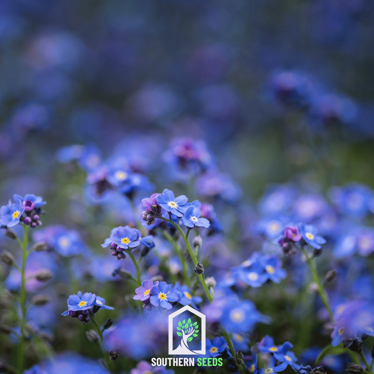 Forget Me Not – 100 Seeds