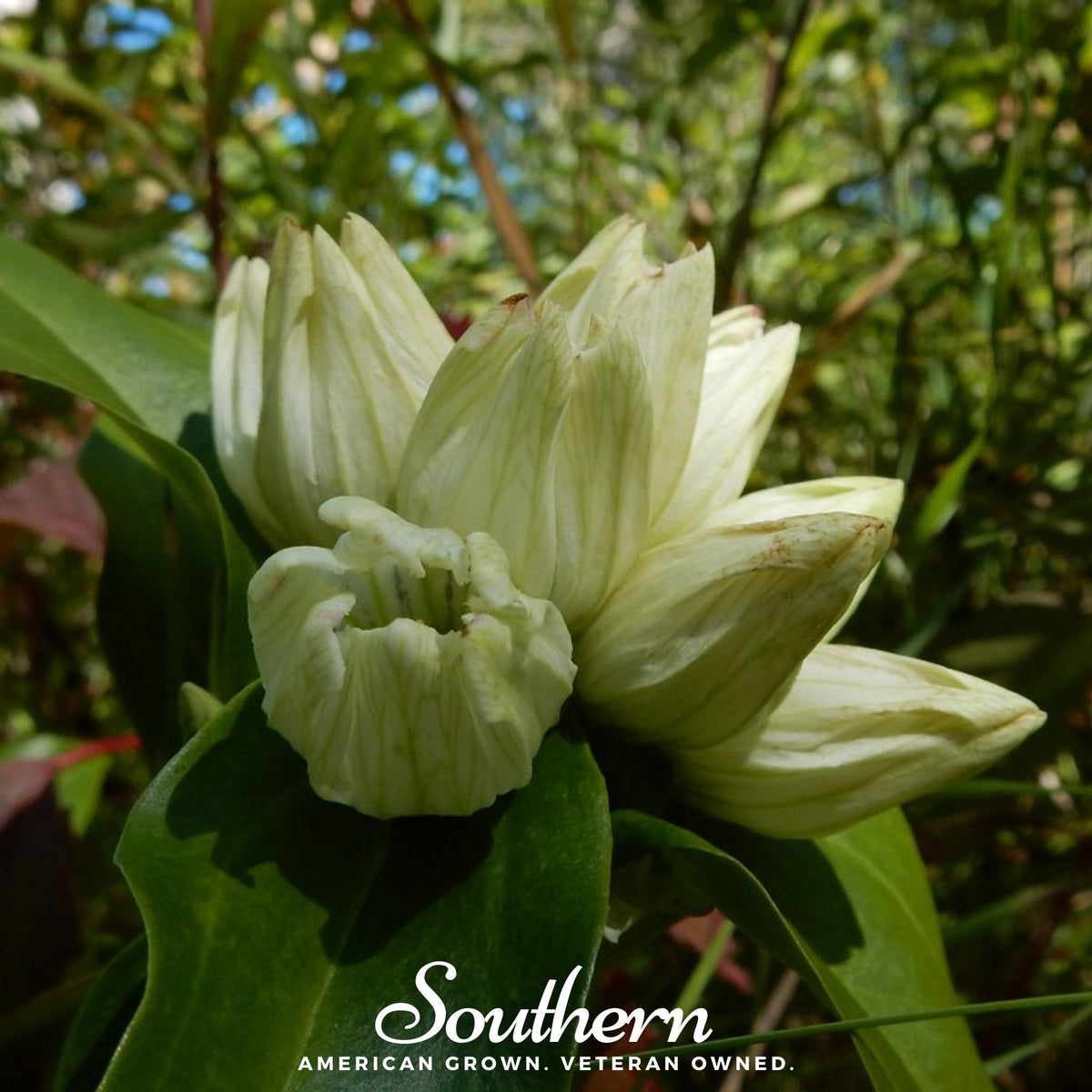 Cream Gentian – 50 Seeds