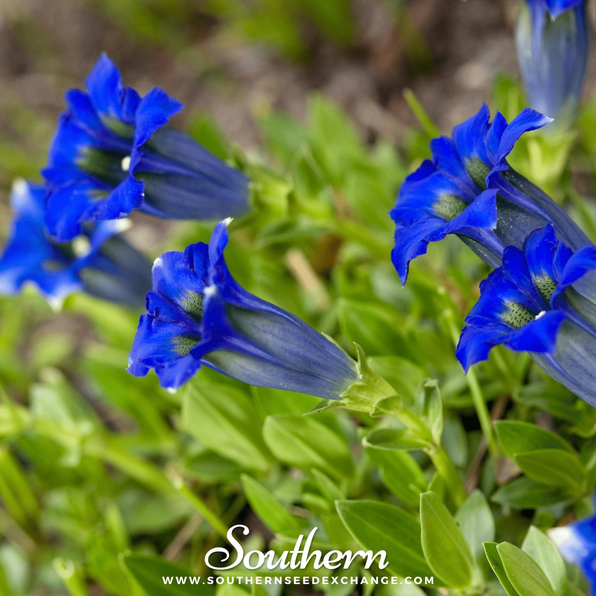 Stemless Gentian – 50 Seeds