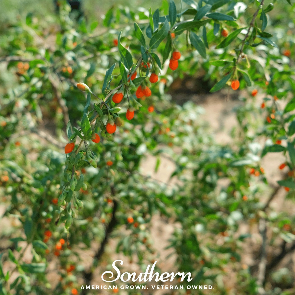 Goji Berry – 50 Seeds