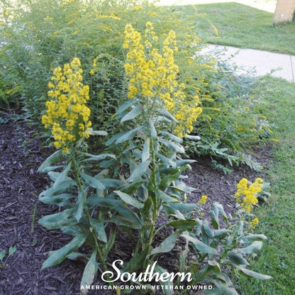 Showy Goldenrod – 100 Seeds