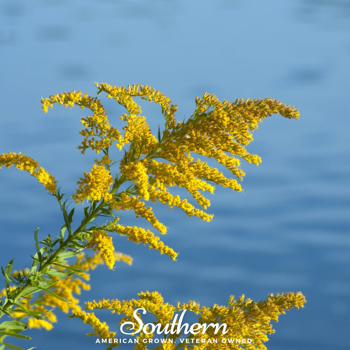 Showy Goldenrod – 100 Seeds