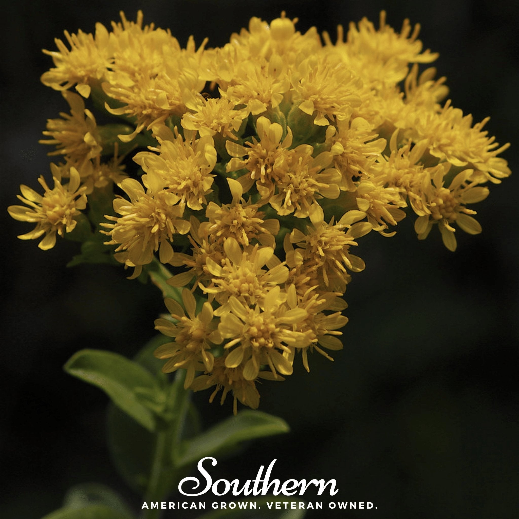 Stiff Goldenrod – 100 Seeds