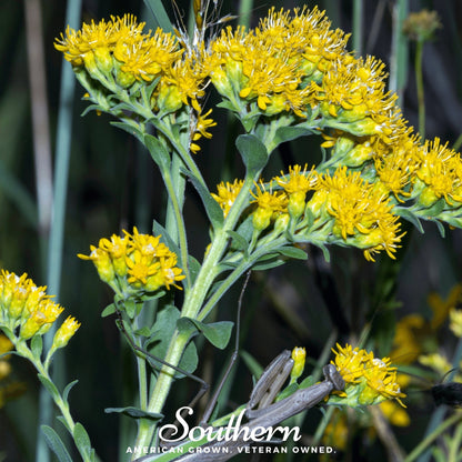 Stiff Goldenrod – 100 Seeds