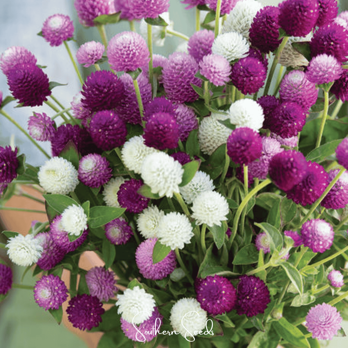 Globosa Mix Gomphrena – 50 Seeds
