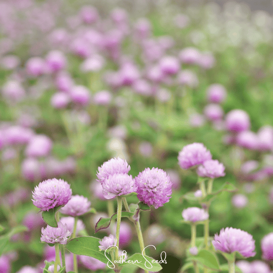 Rose Globosa Gomphrena – 50 Seeds