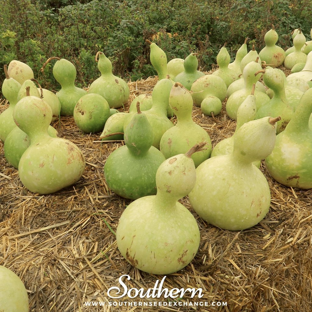 Birdhouse Bottle Gourd – 15 Seeds