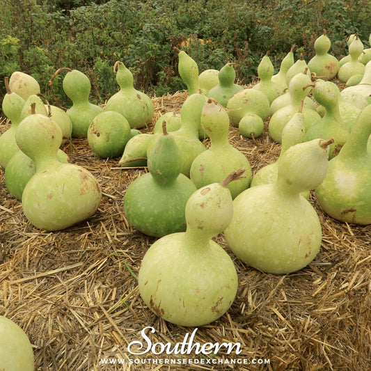 Birdhouse Bottle Gourd – 15 Seeds