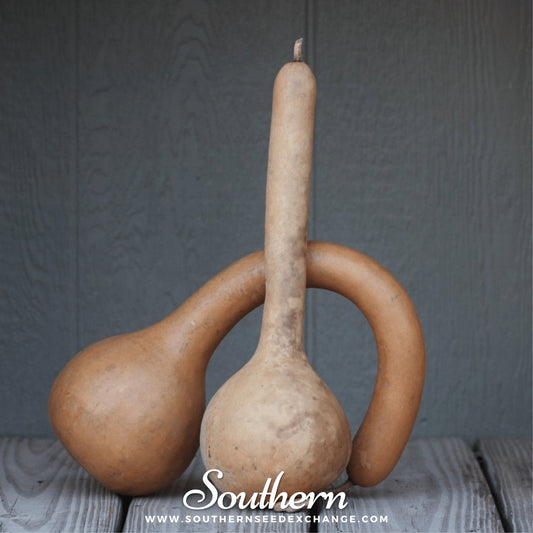 Dipper Gourd – 15 Seeds