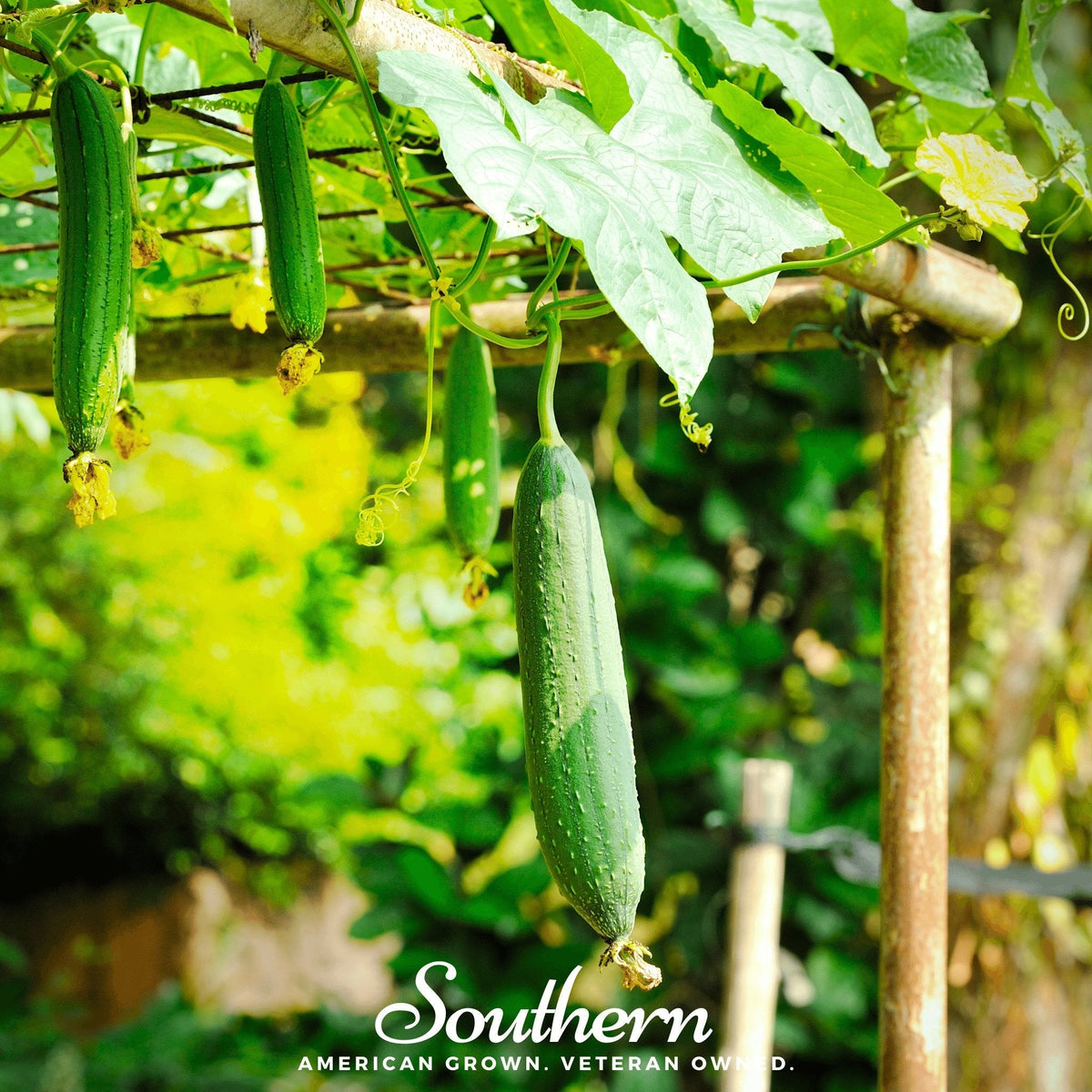 Luffa Gourd – 20 Seeds
