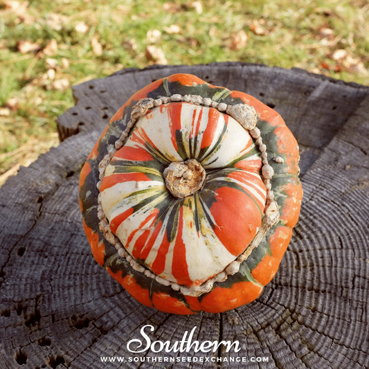 Turks Turban Gourd – 10 Seeds