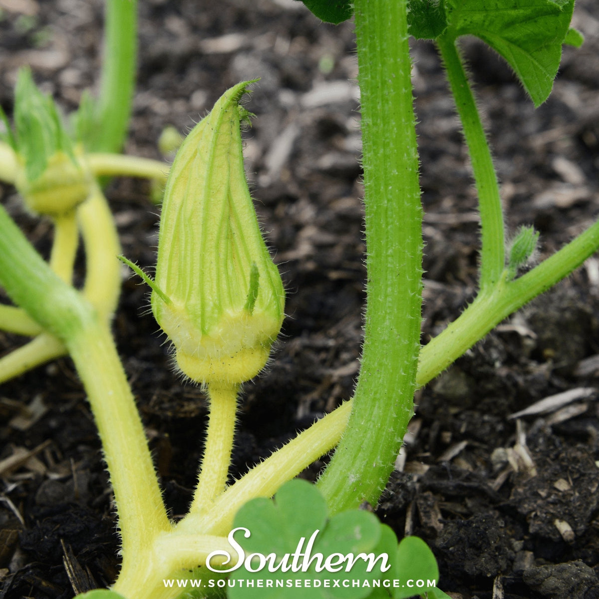 Turks Turban Gourd – 10 Seeds