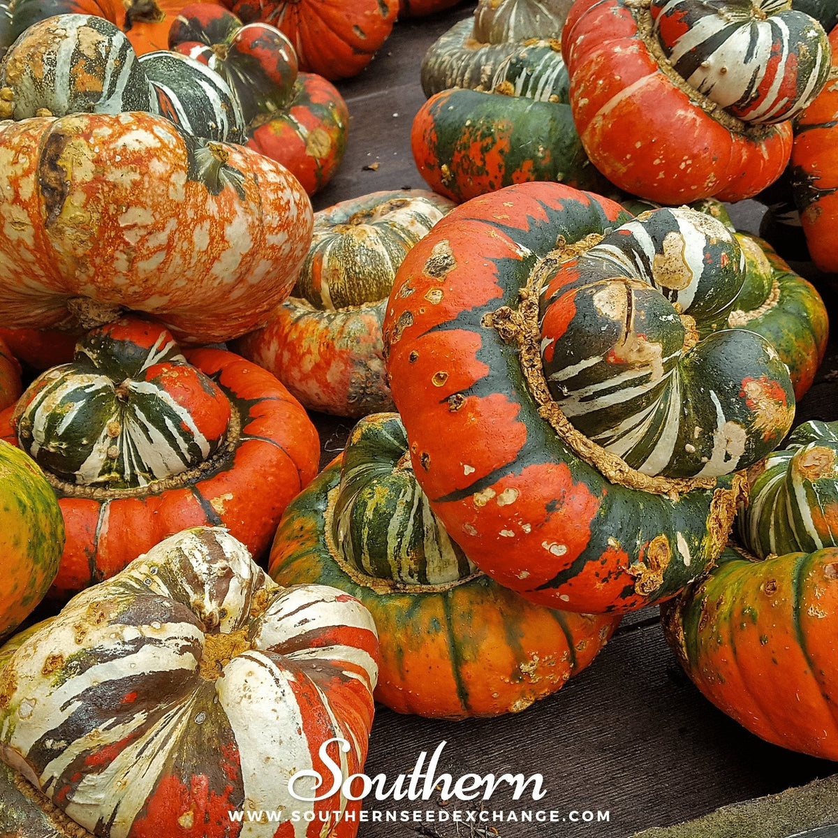 Turks Turban Gourd – 10 Seeds