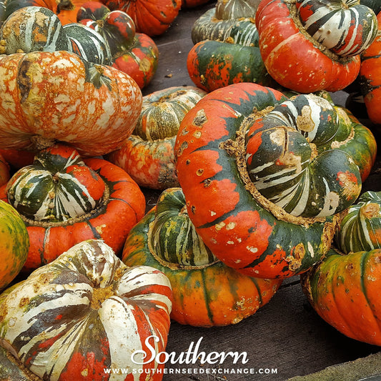 Turks Turban Gourd – 10 Seeds
