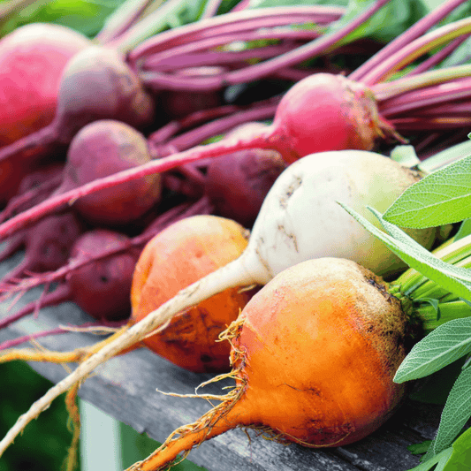 Gourmet Blend Beet – 50 Seeds
