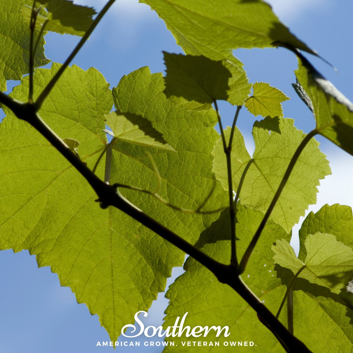 Wine Grapes – 35 Seeds