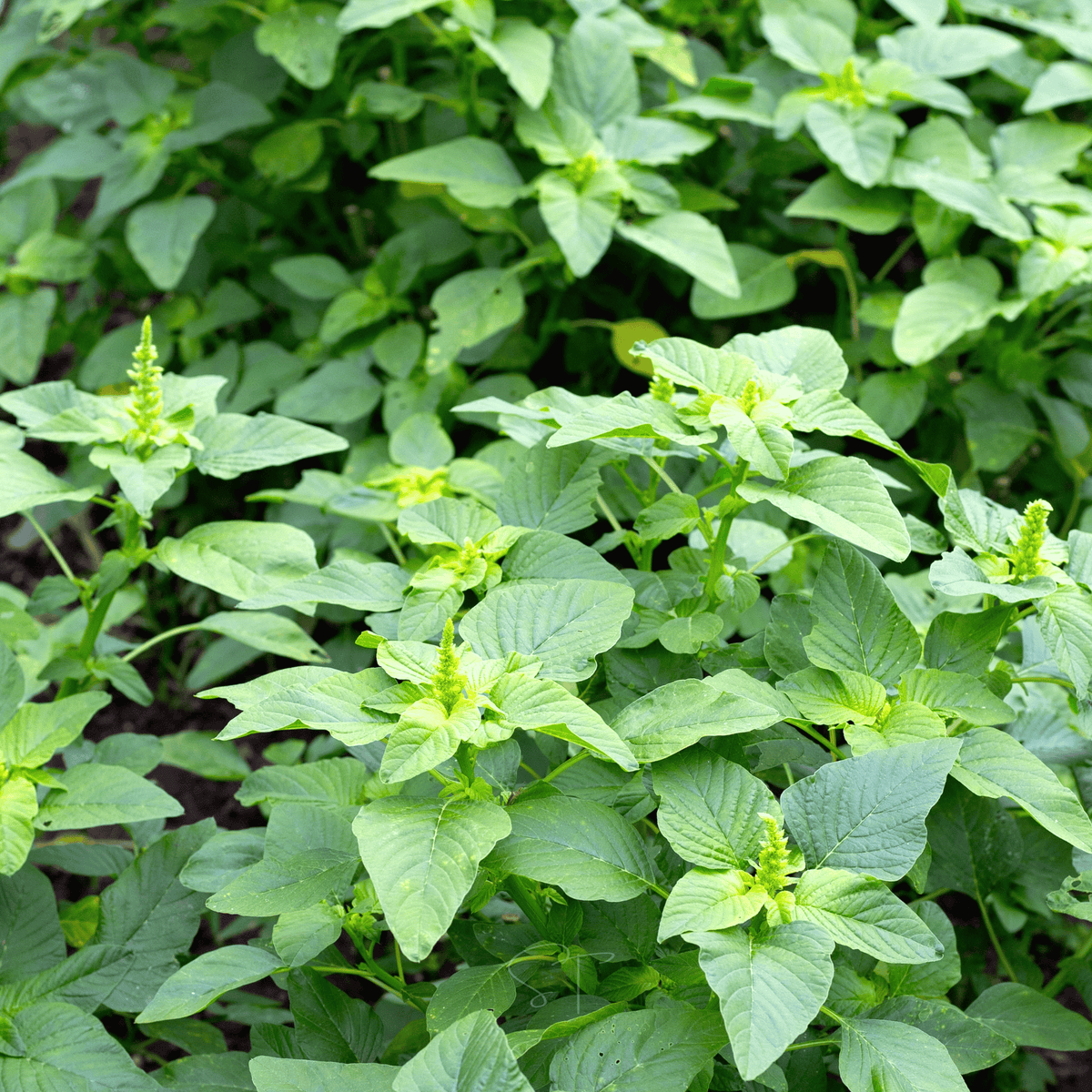 Green Callaloo Amaranth – 100 Seeds
