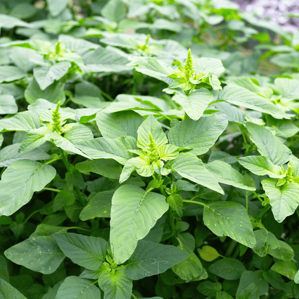 Green Callaloo Amaranth – 100 Seeds