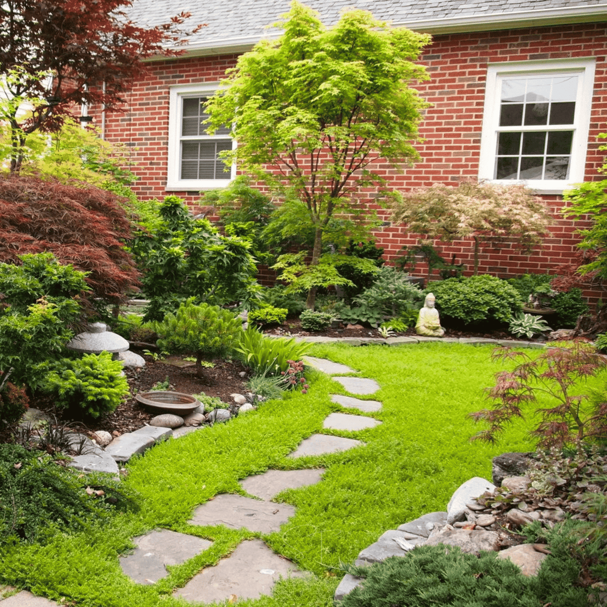Green Carpet Rupturewort – 100 Seeds
