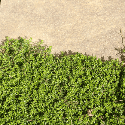Green Carpet Rupturewort – 100 Seeds