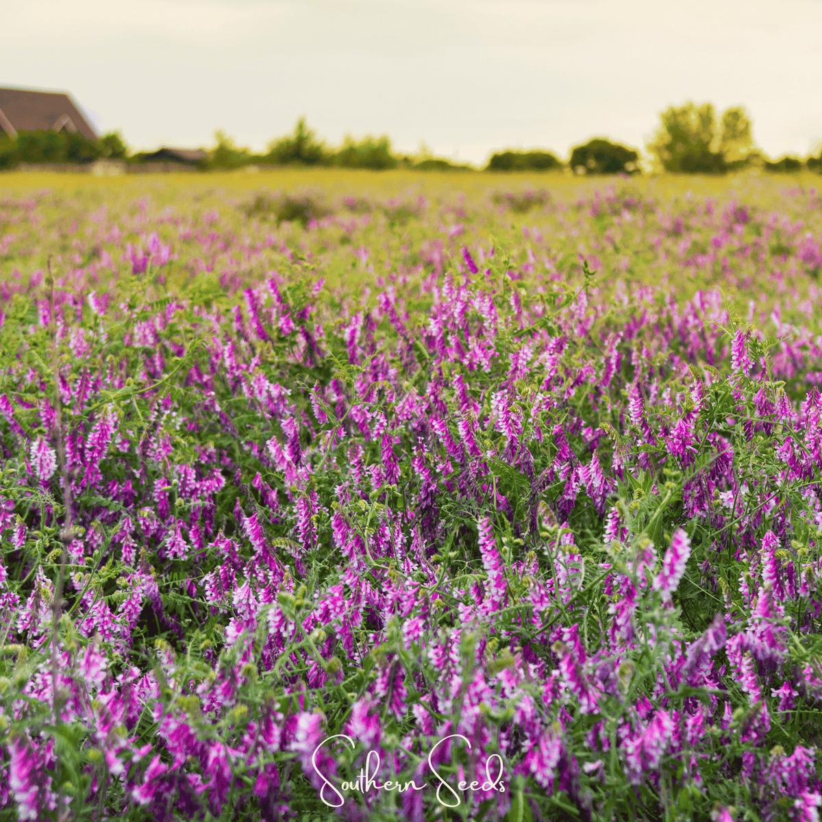 Hairy Vetch – 100 Seeds