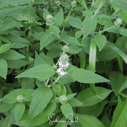 Hairy Wood Mint - Pagoda Plant – 100 Seeds