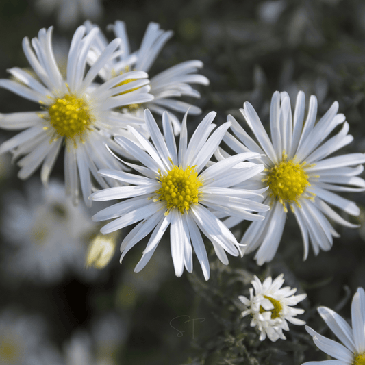 Heath White Aster – 50 Seeds