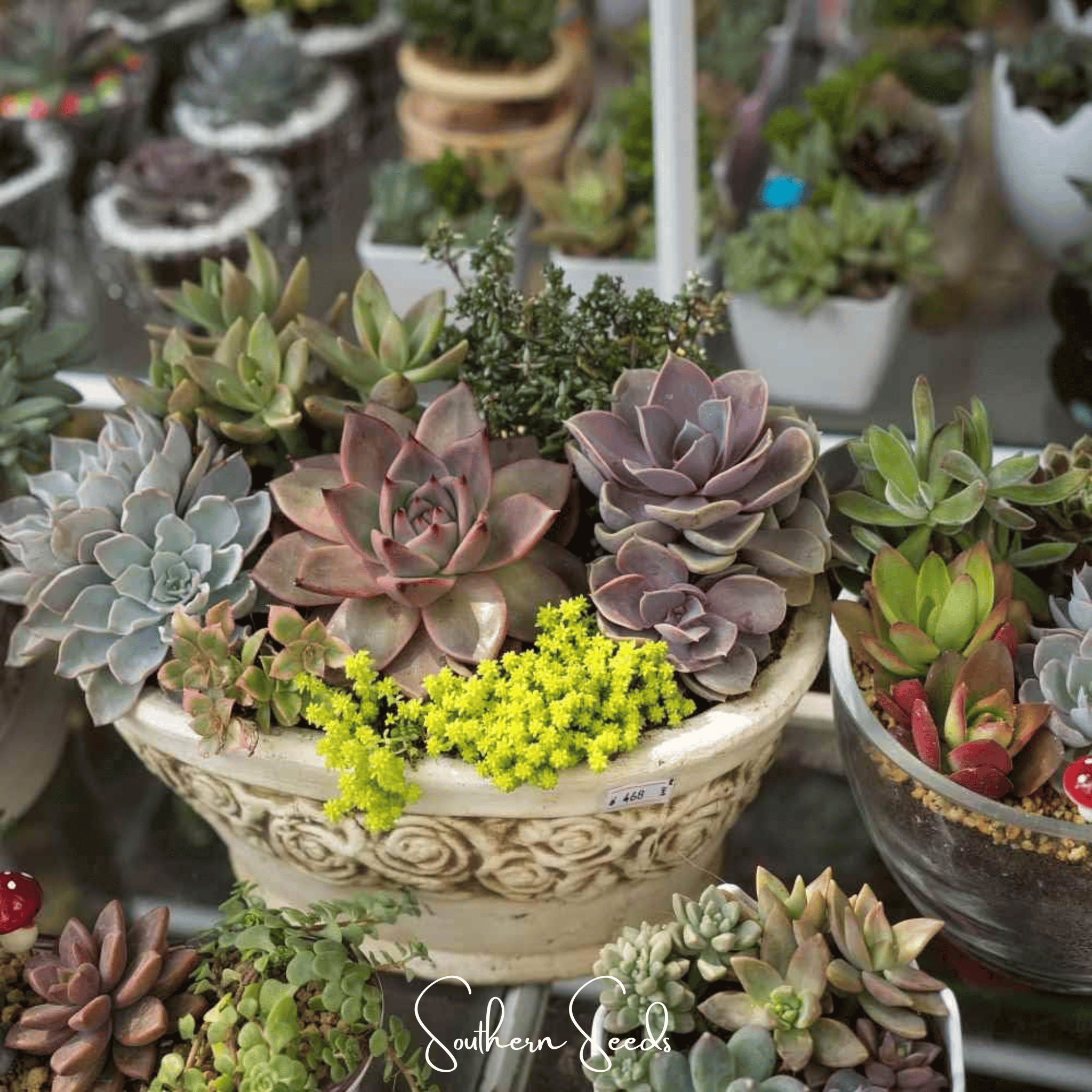 Hens & Chicks Cactus Mix – 30 Seeds