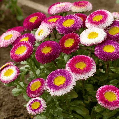 Hi-No-Maru Pompon Aster – 50 Seeds