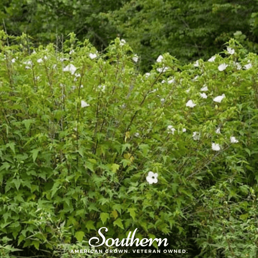 Rose Mallow Hibiscus – 25 Seeds