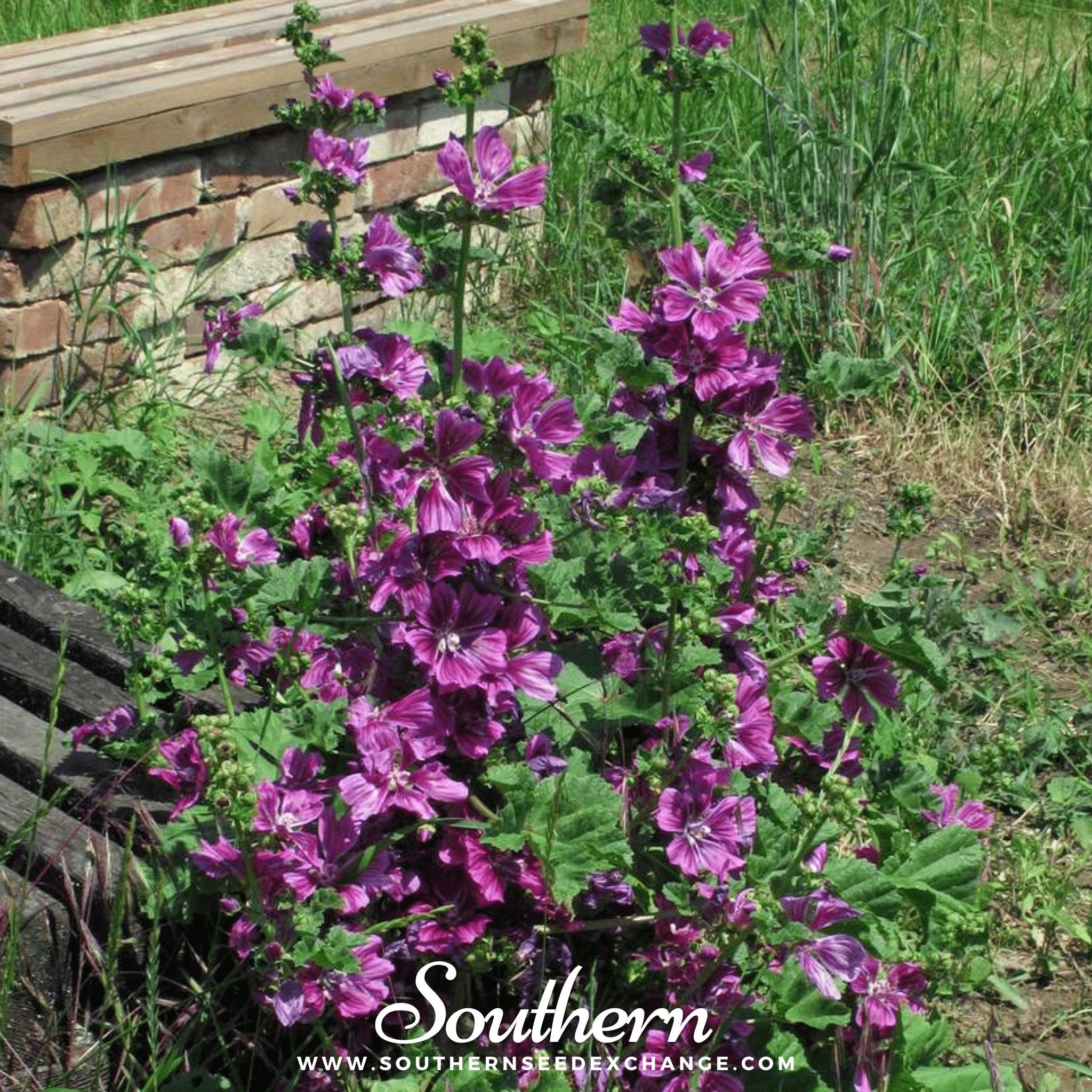 French Hollyhock – 25 Seeds