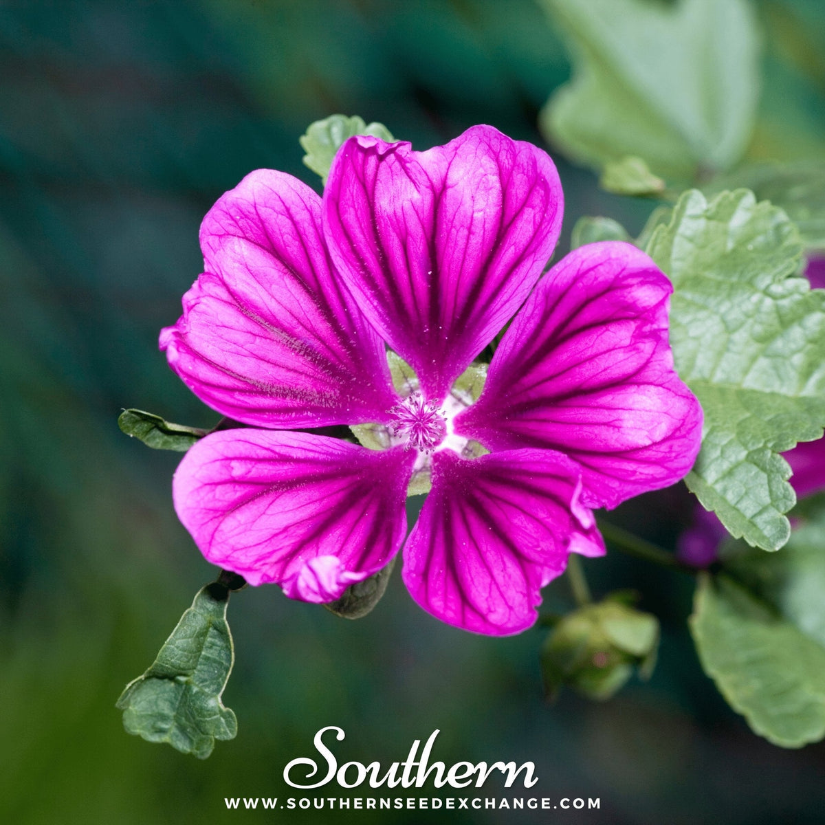 French Hollyhock – 25 Seeds