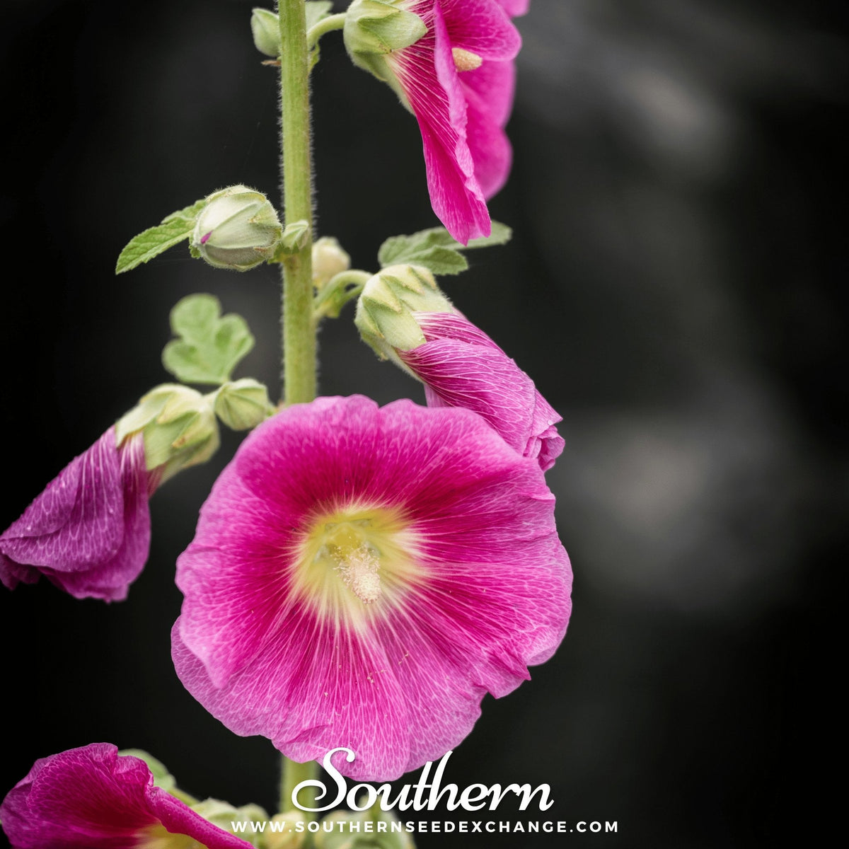 Pink Hollyhock – 25 Seeds