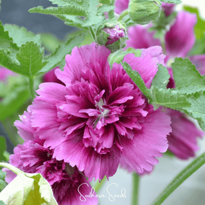Queeny Purple Hollyhock – 25 Seeds