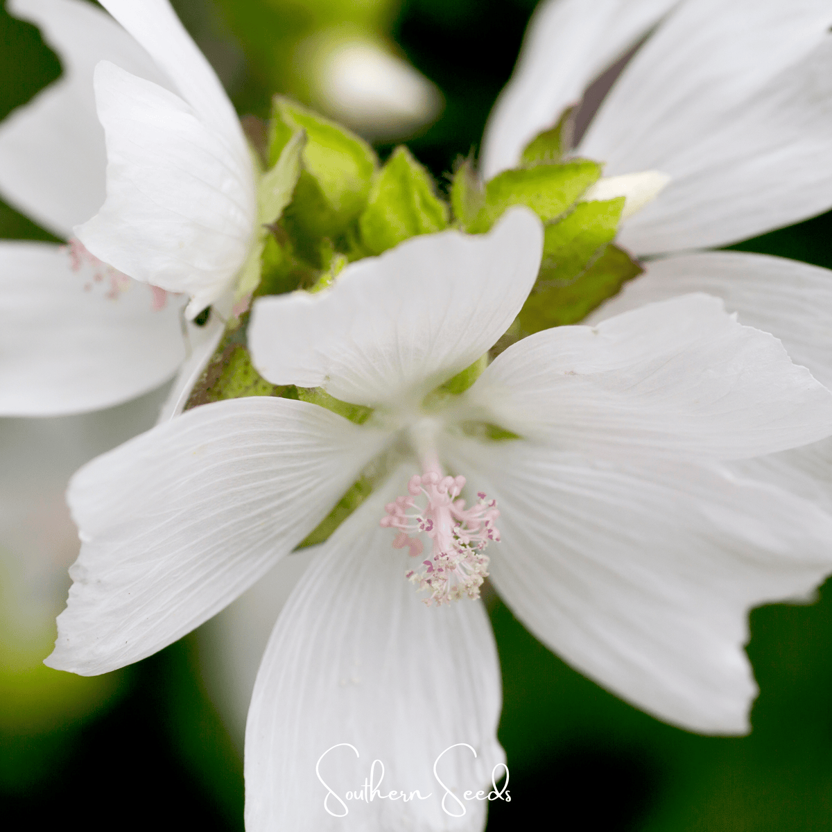 White Hollyhock – 25 Seeds