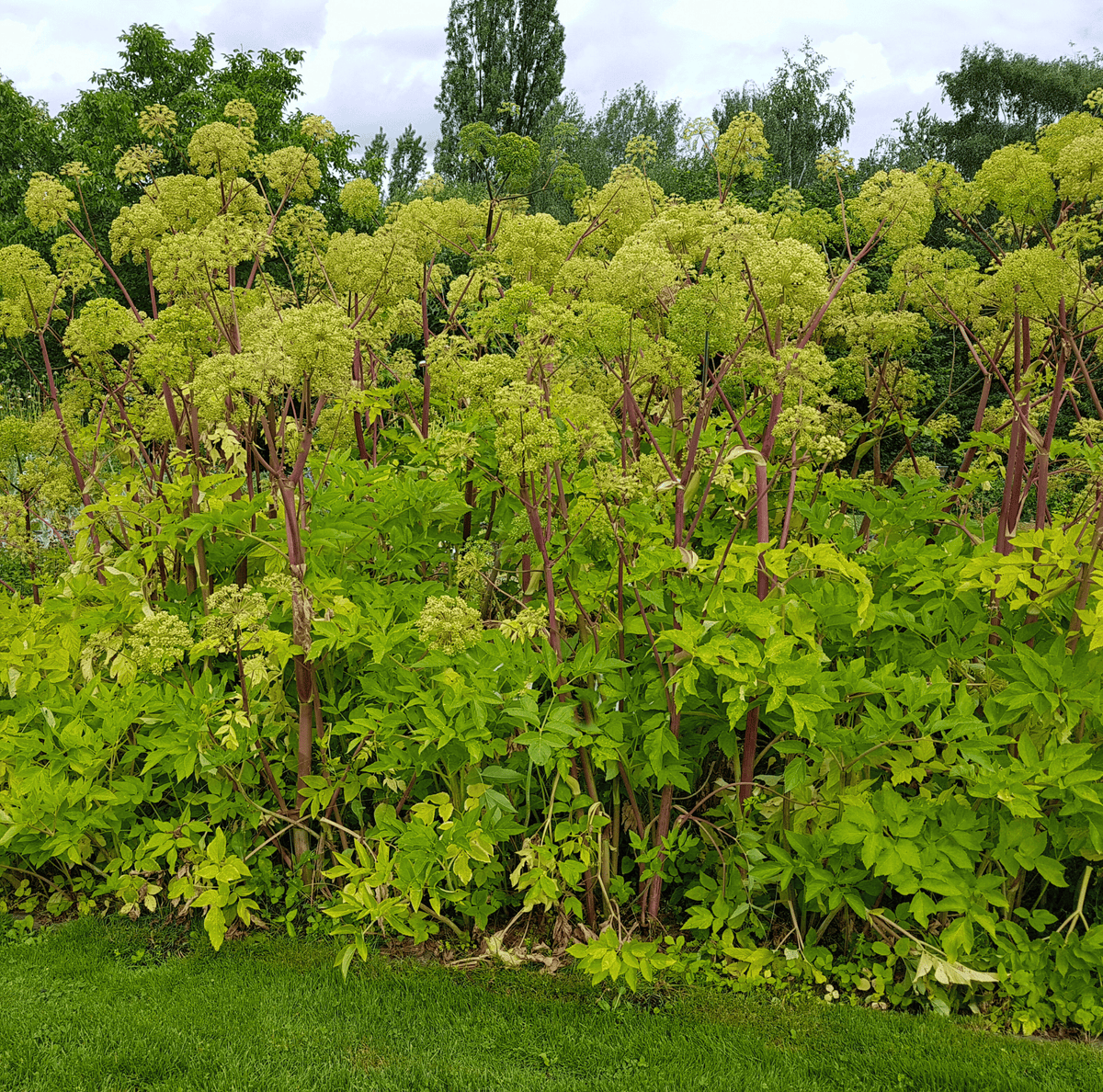 Holy Ghost Angelica – 50 Seeds