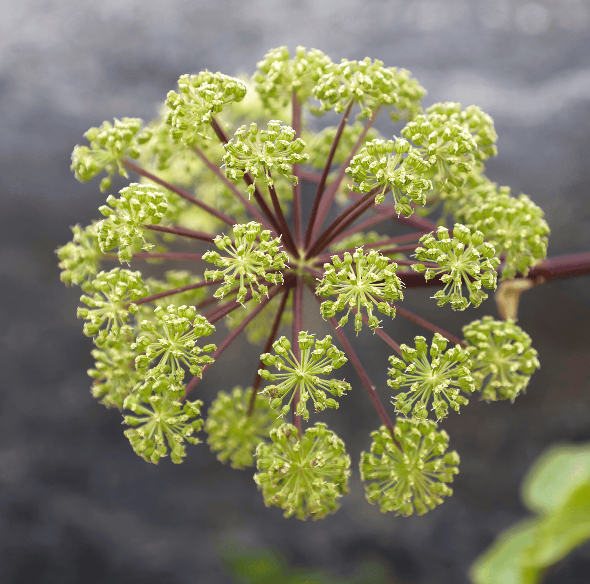 Holy Ghost Angelica – 50 Seeds