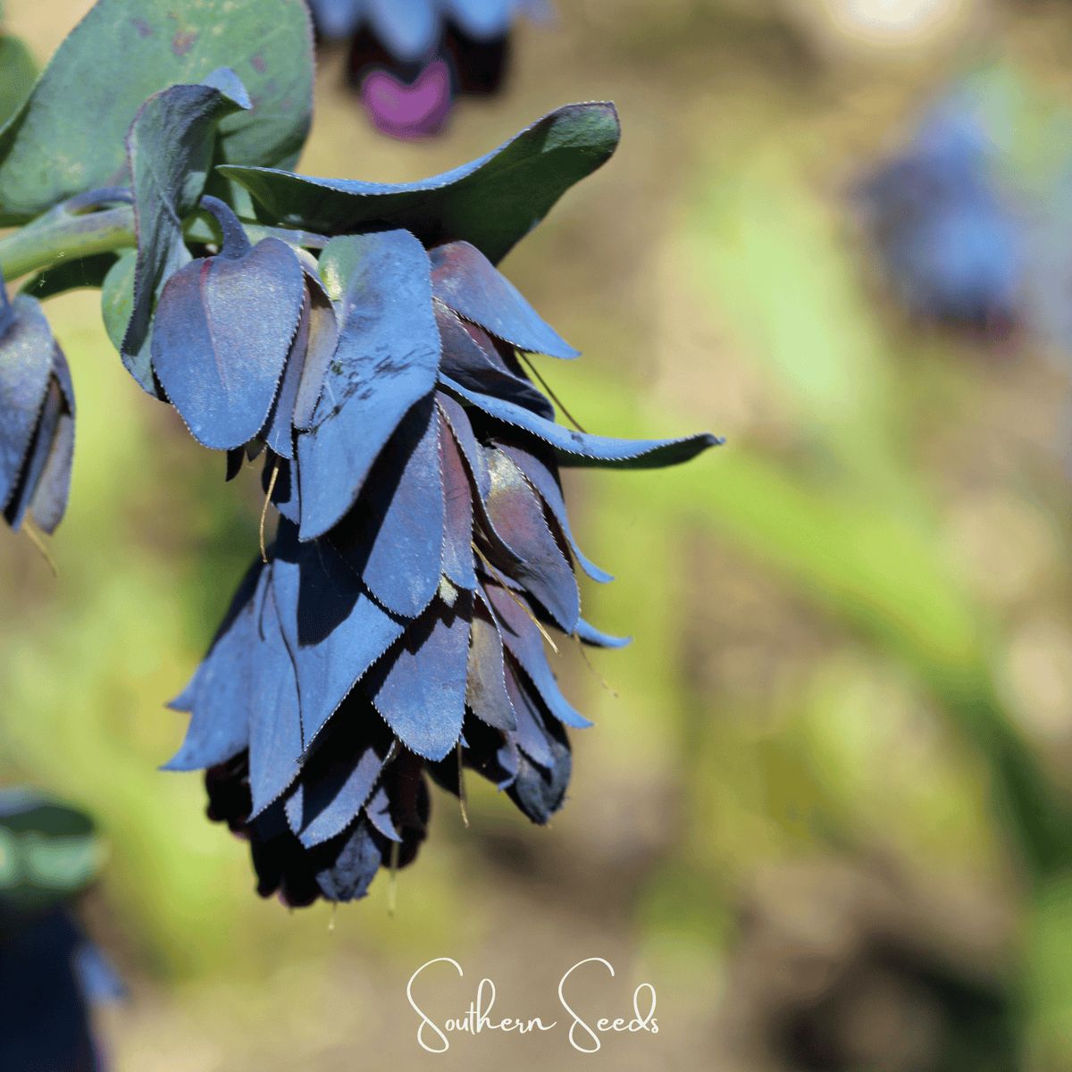 Blue Shrimp Honeywort – 10 Seeds