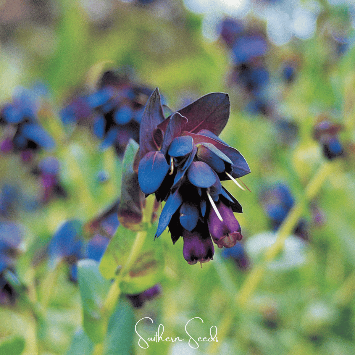Blue Shrimp Honeywort – 10 Seeds