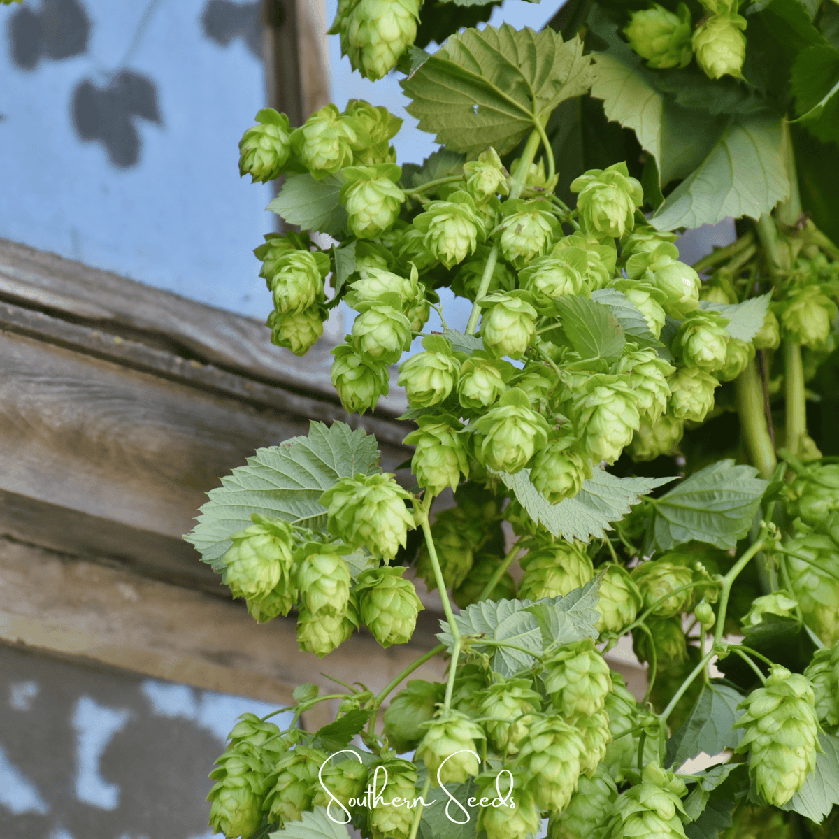 Beer Hops – 20 Seeds