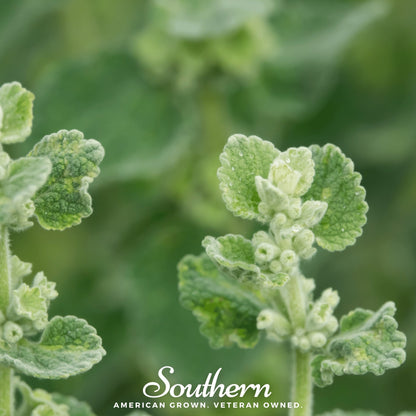 Horehound – 50 Seeds
