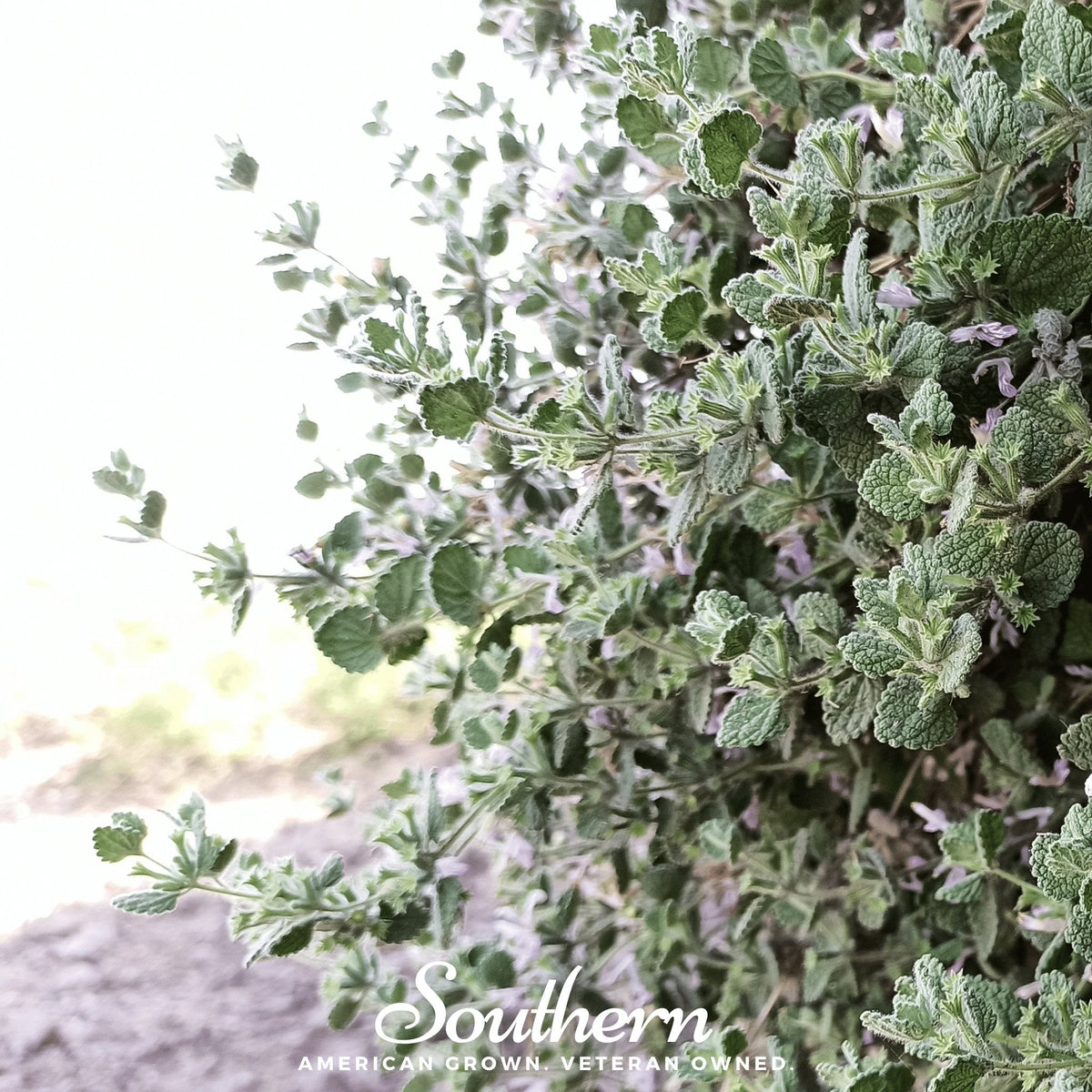 Horehound – 50 Seeds