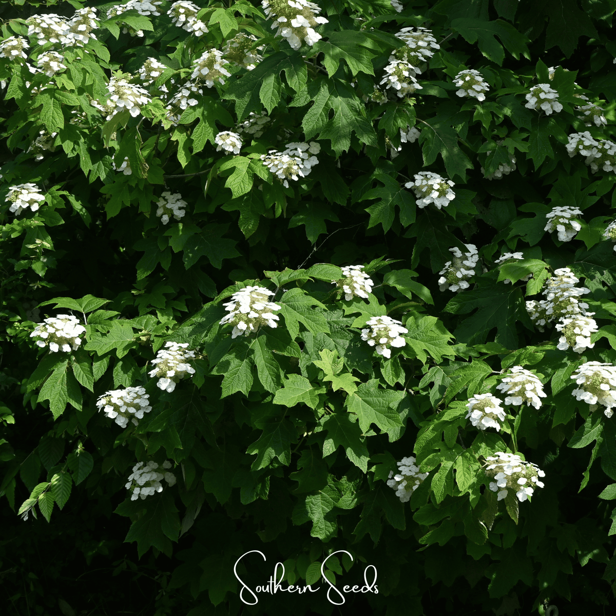 Oakleaf Hydrangea – 100 Seeds