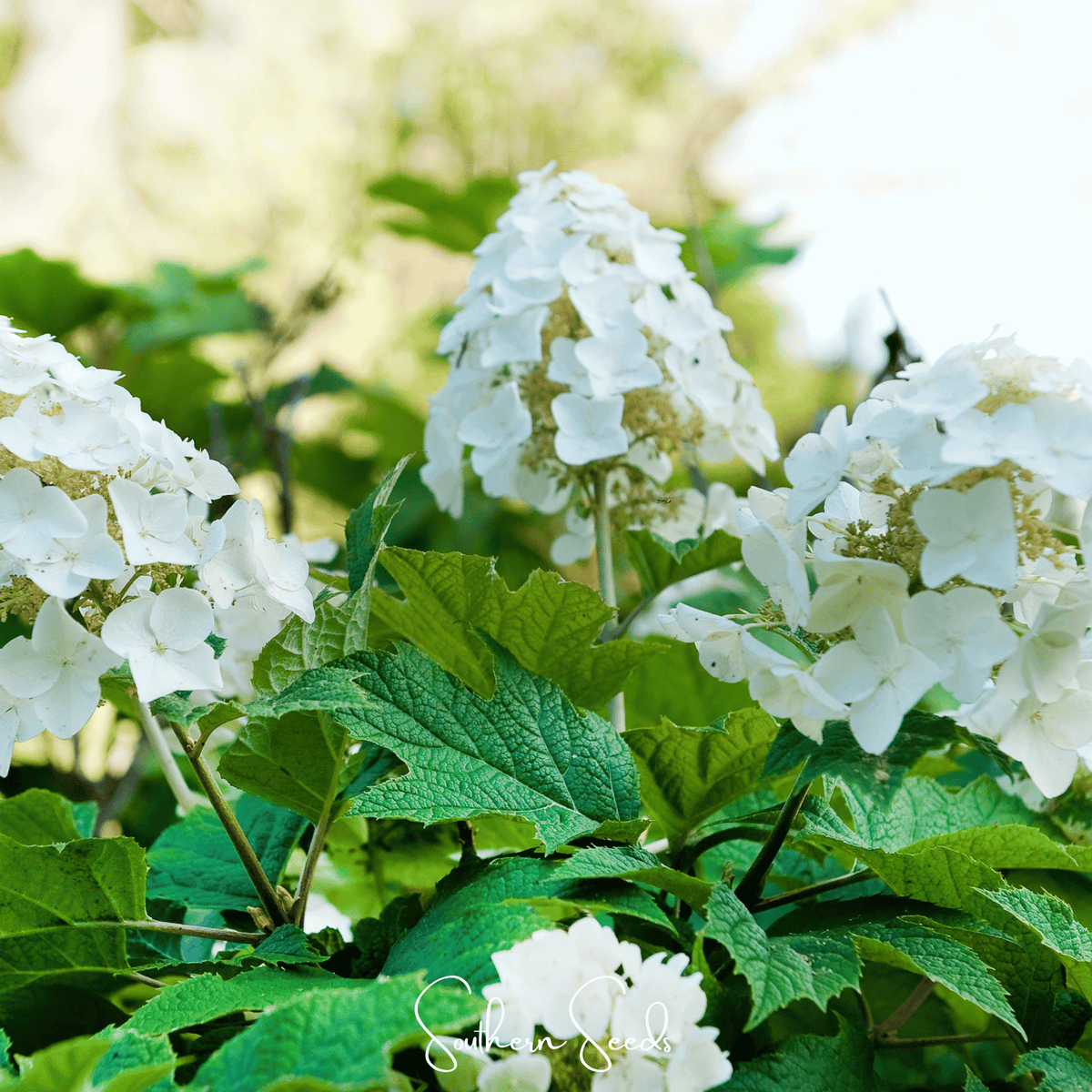 Oakleaf Hydrangea – 100 Seeds