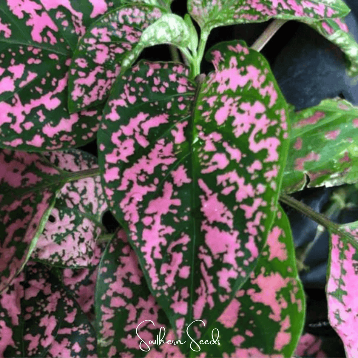 Pink Polka Dot Hypoestes – 25 Seeds